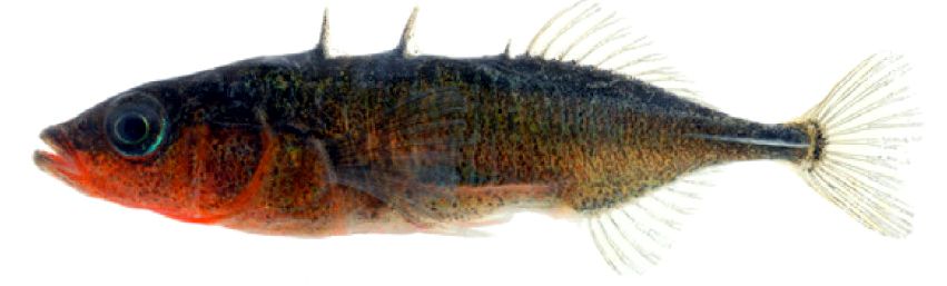 Gasterosteus aculeatus aculeatus_09.jpg